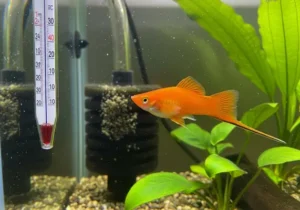 peixes resistentes para iniciantes
